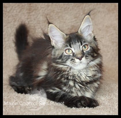 Willow